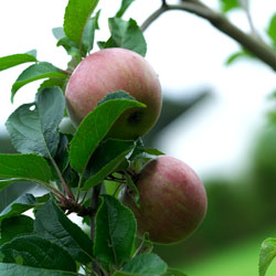 &Auml;pple - Bosj&ouml;kloster